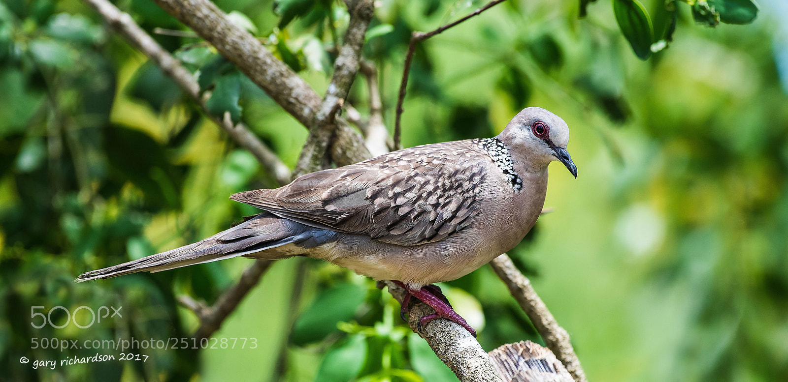 Nikon D810 sample photo. Spotted dove tangalle sri photography