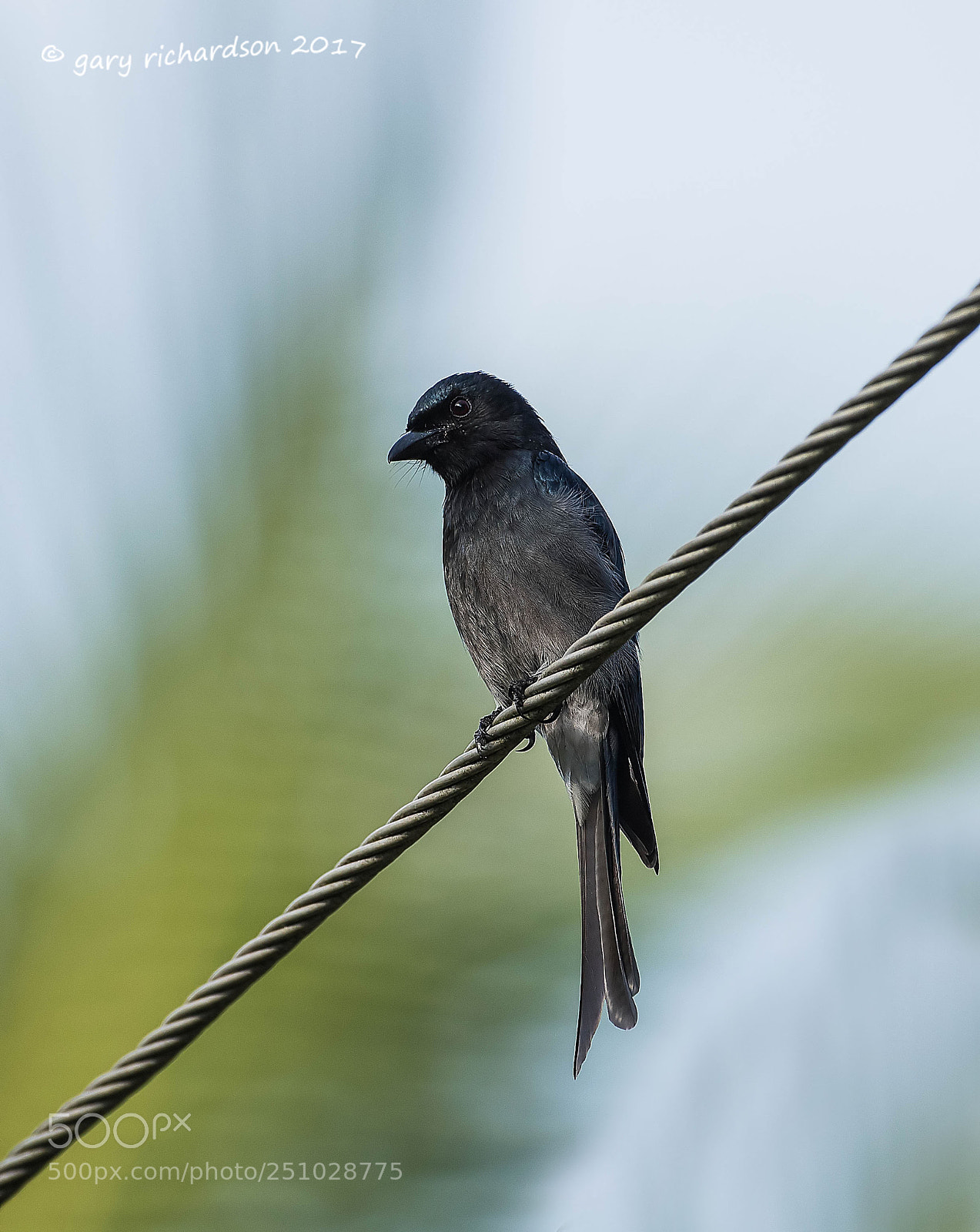 Nikon D810 sample photo. White bellied drongo tangalle photography