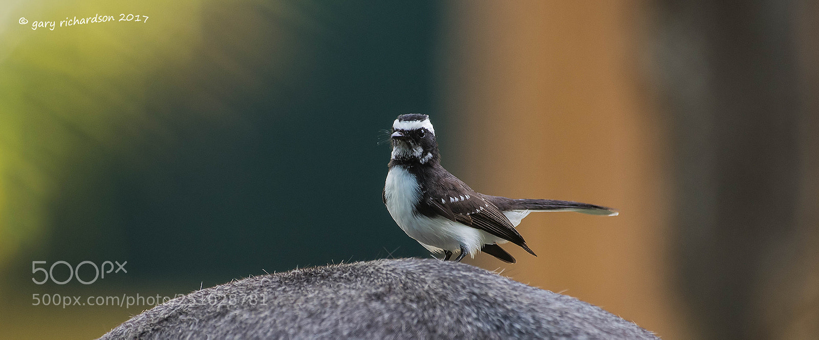 Nikon D810 sample photo. White browed fantail tangalle photography