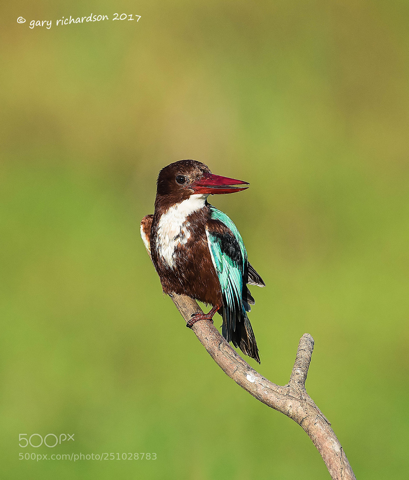 Nikon D810 sample photo. White throated kingfisher tissamaharama photography
