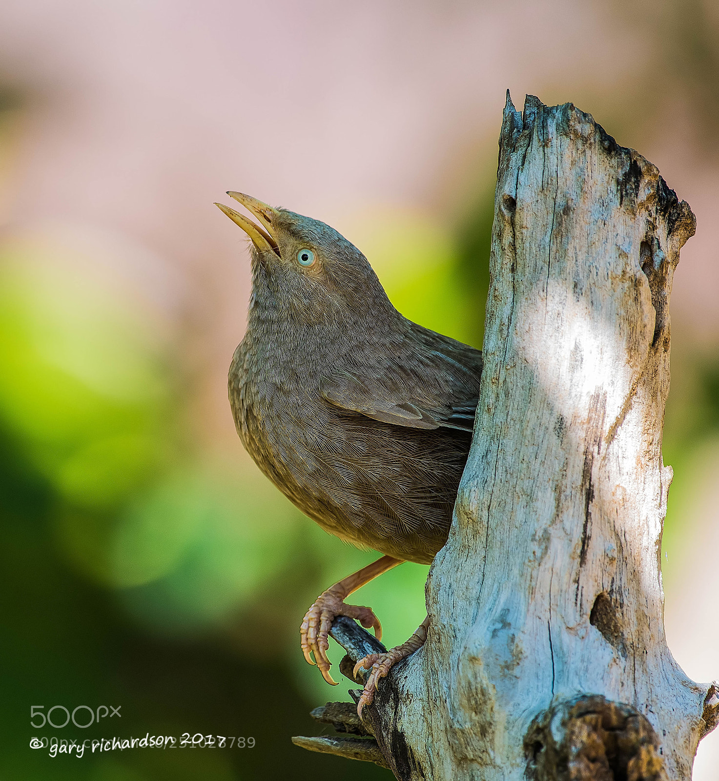 Nikon D810 sample photo. Yellow billed babbler tissamaharama photography