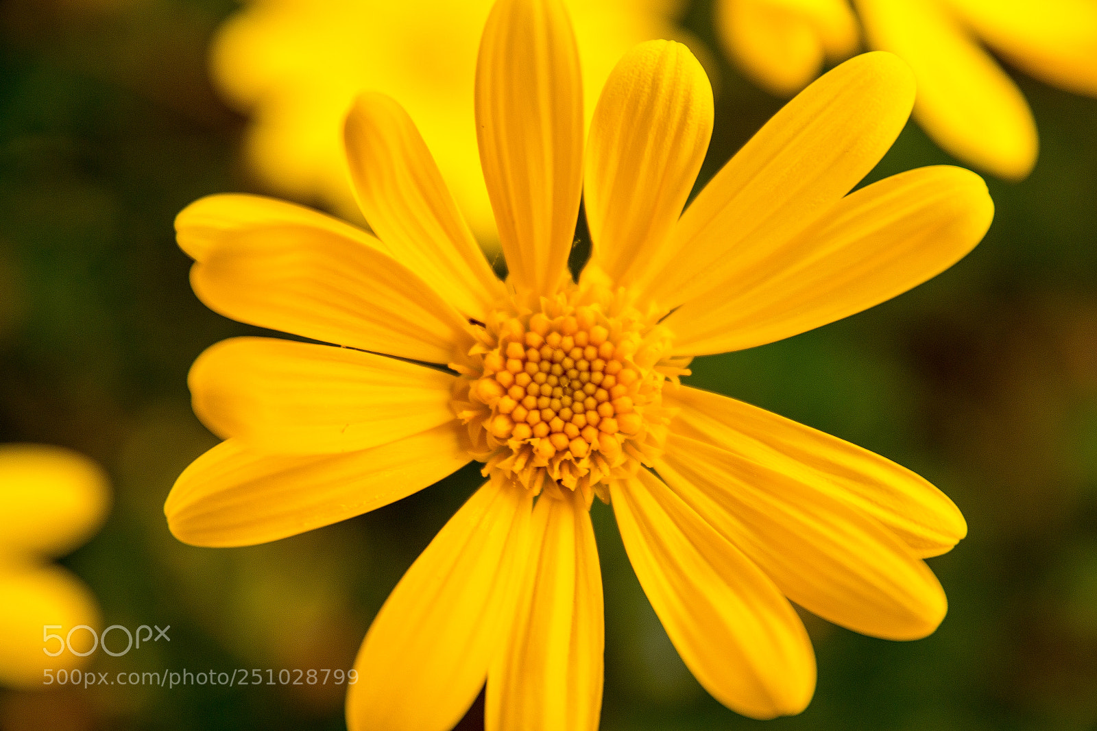 Canon EOS 70D sample photo. Esplendor floral photography