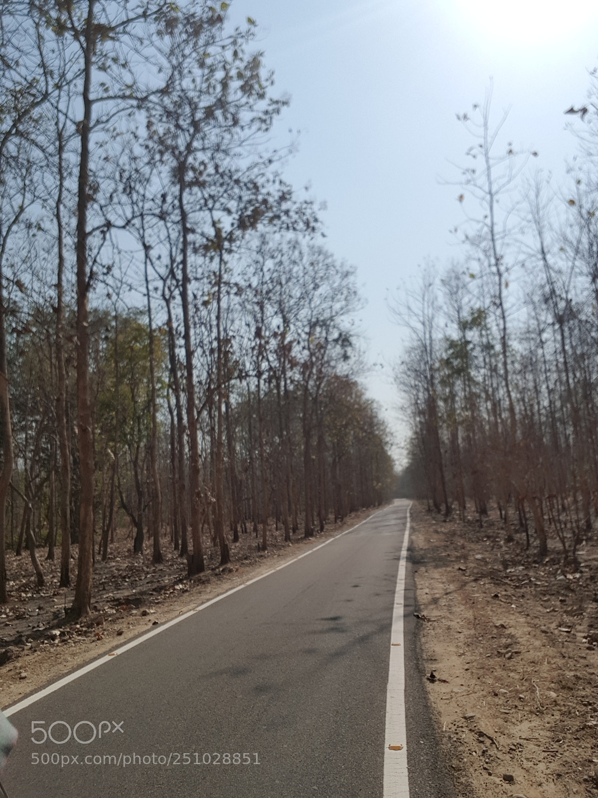 Samsung Galaxy S8 sample photo. Silent#jungle! photography