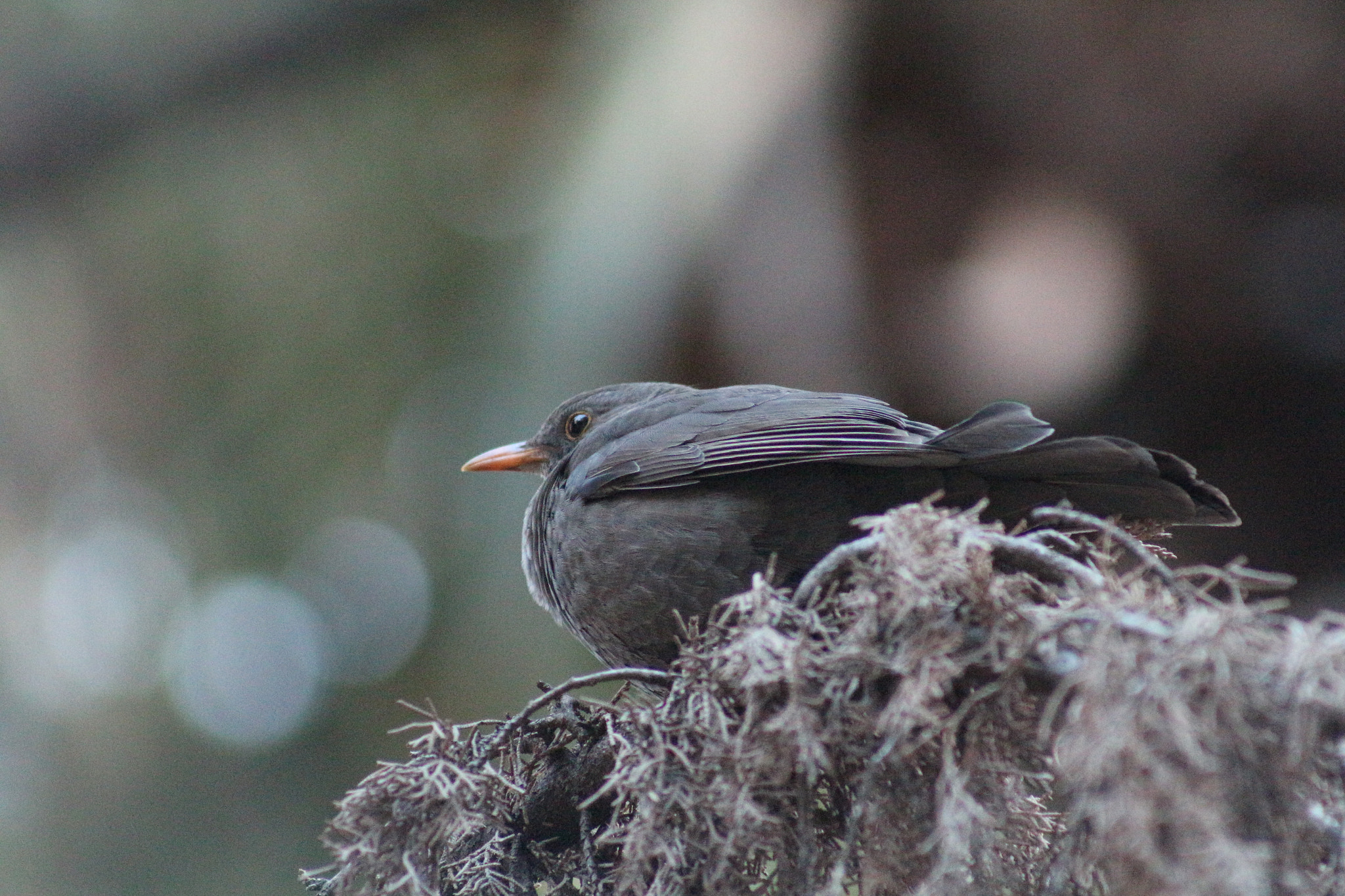 Canon EF 75-300mm f/4-5.6 sample photo