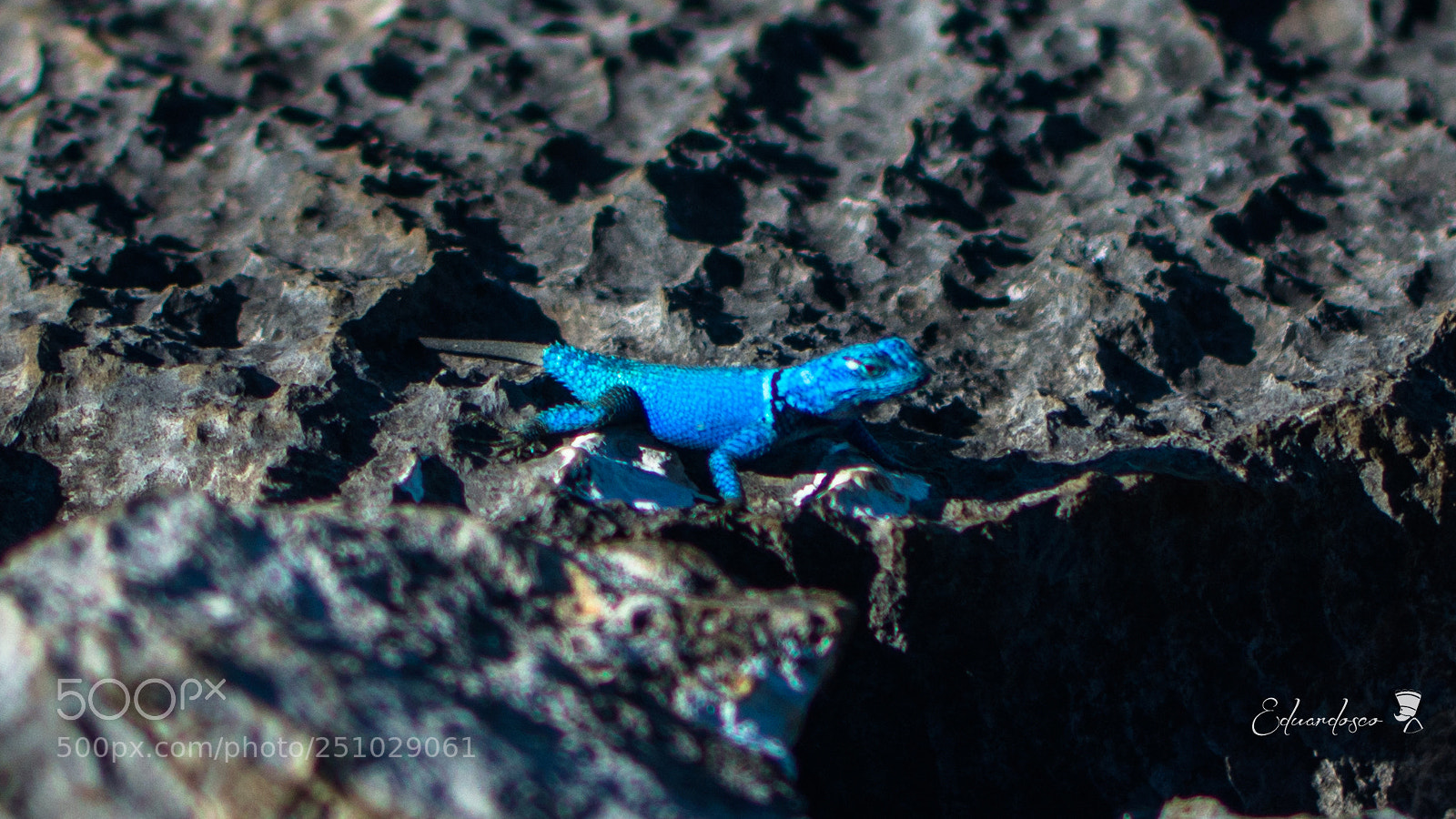 Nikon D7100 sample photo. Lagartija azul photography