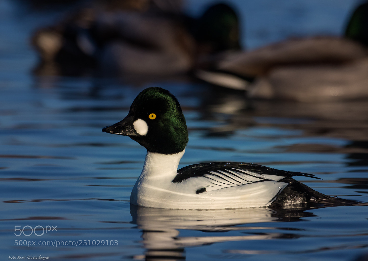 Canon EOS 7D Mark II sample photo. Goldeneye photography