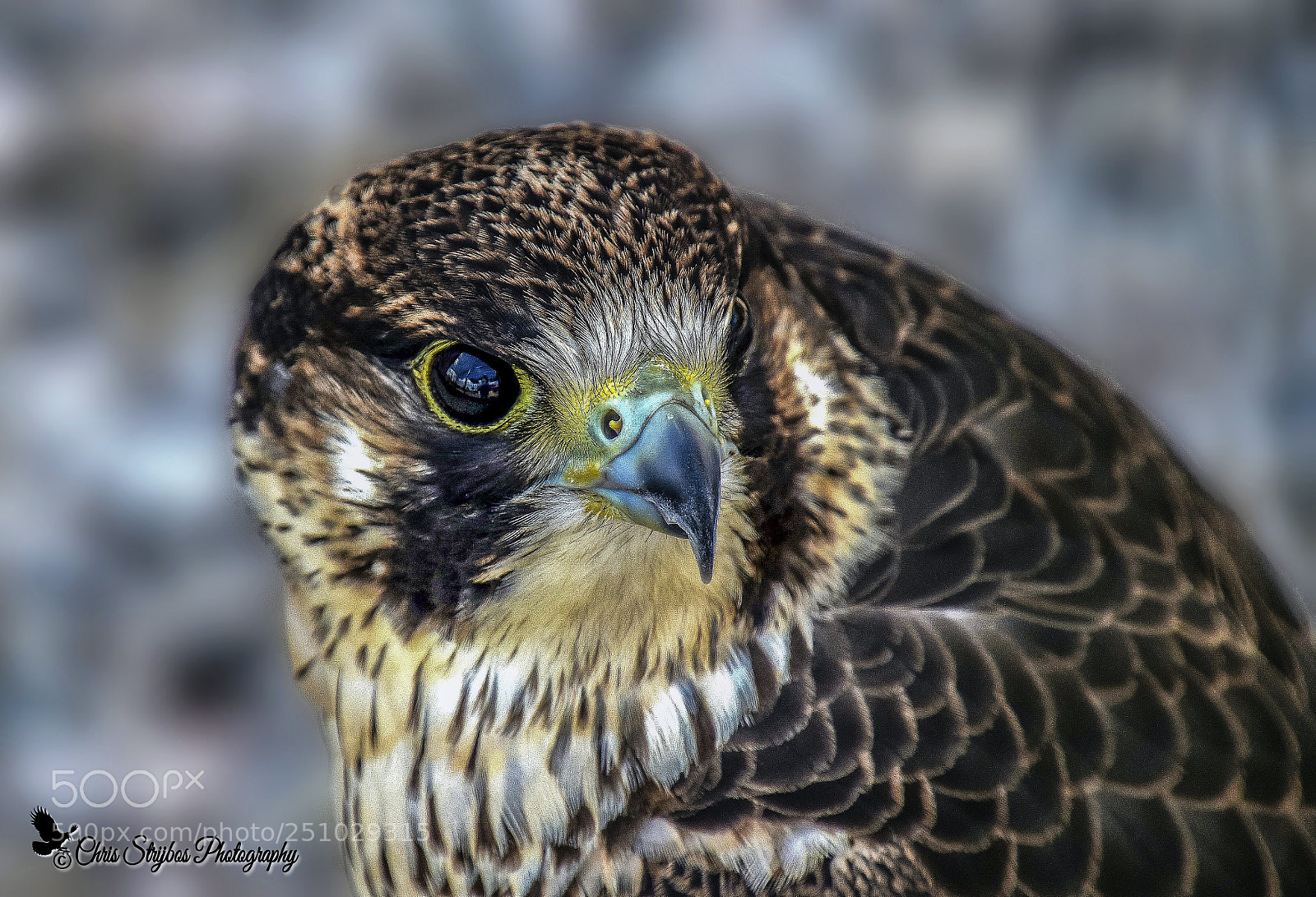 Nikon D5300 sample photo. Peregrine  (slechtvalk) photography