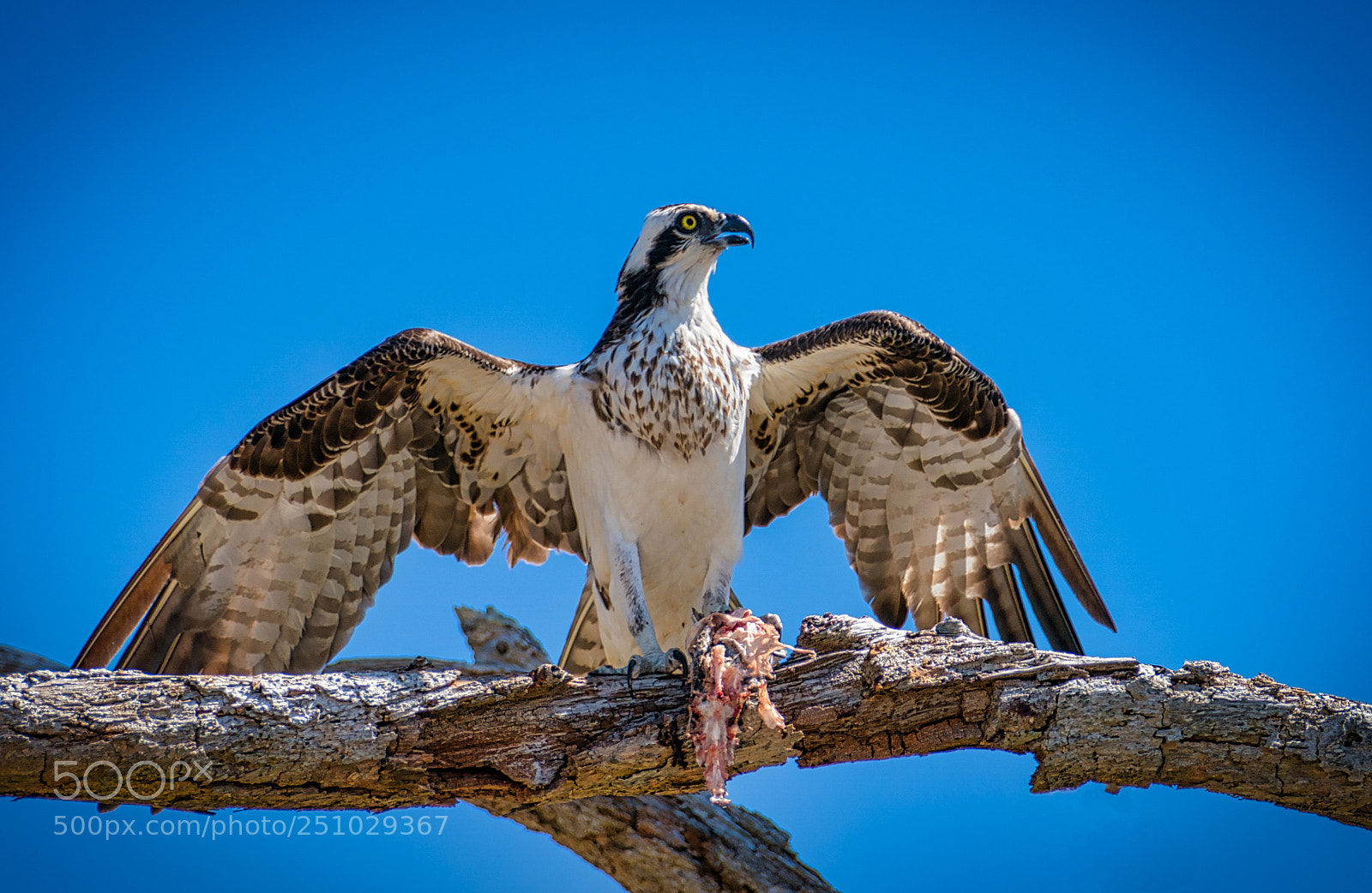 Sony a9 sample photo. Osprey hanging out photography