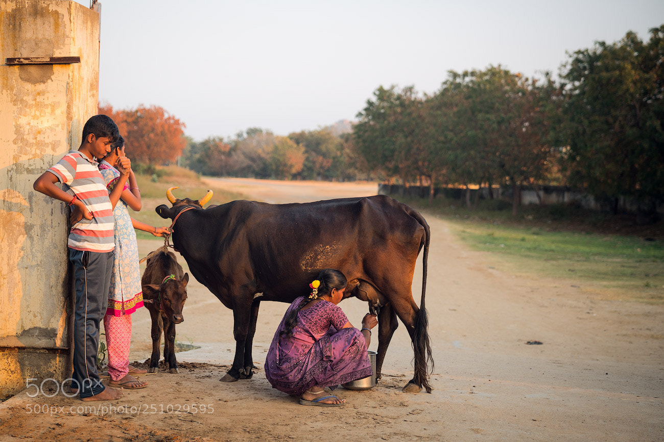 Sony a7R II sample photo. Holy cow photography