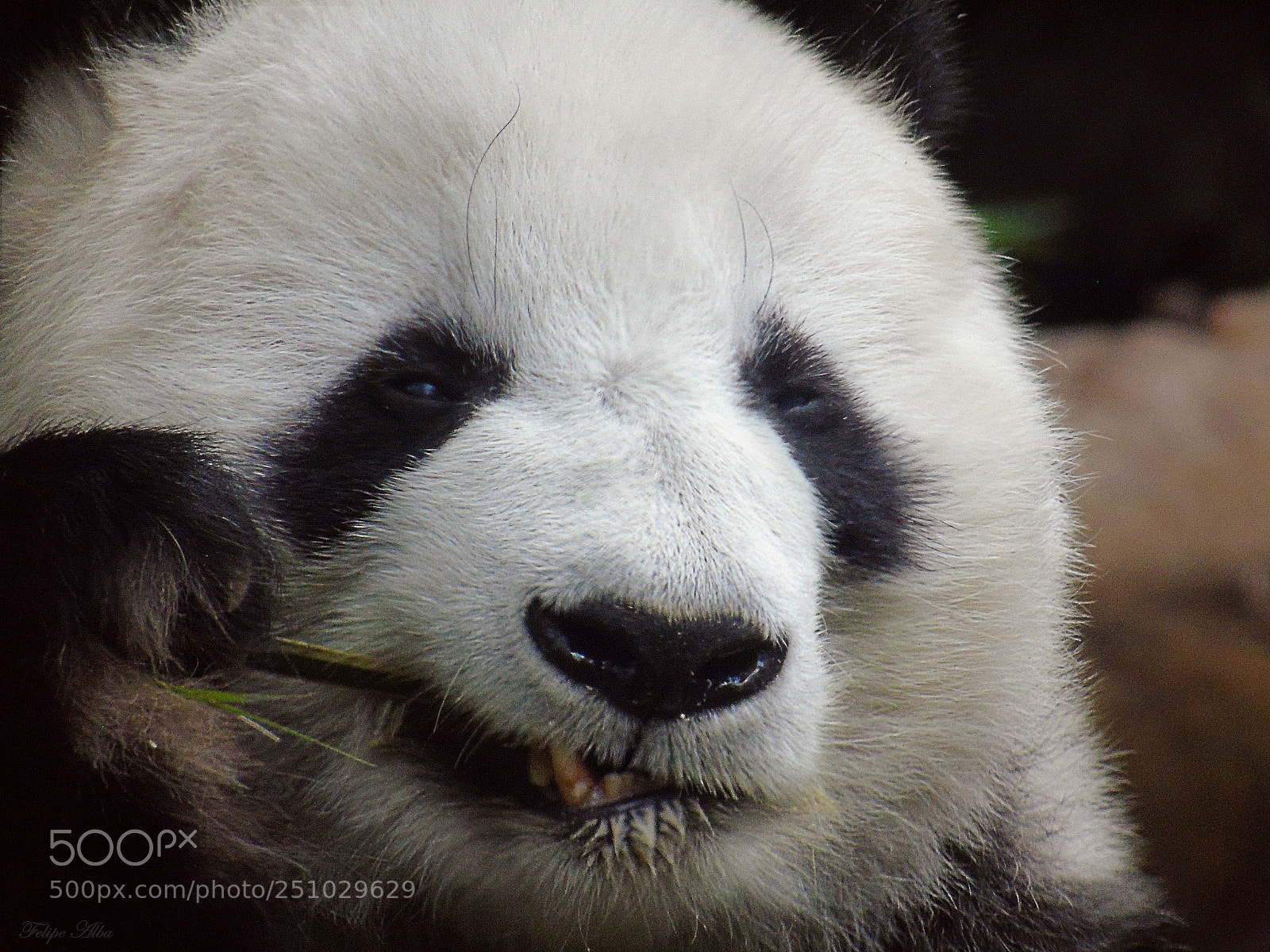 Sony Cyber-shot DSC-H400 sample photo. Panda eat photography