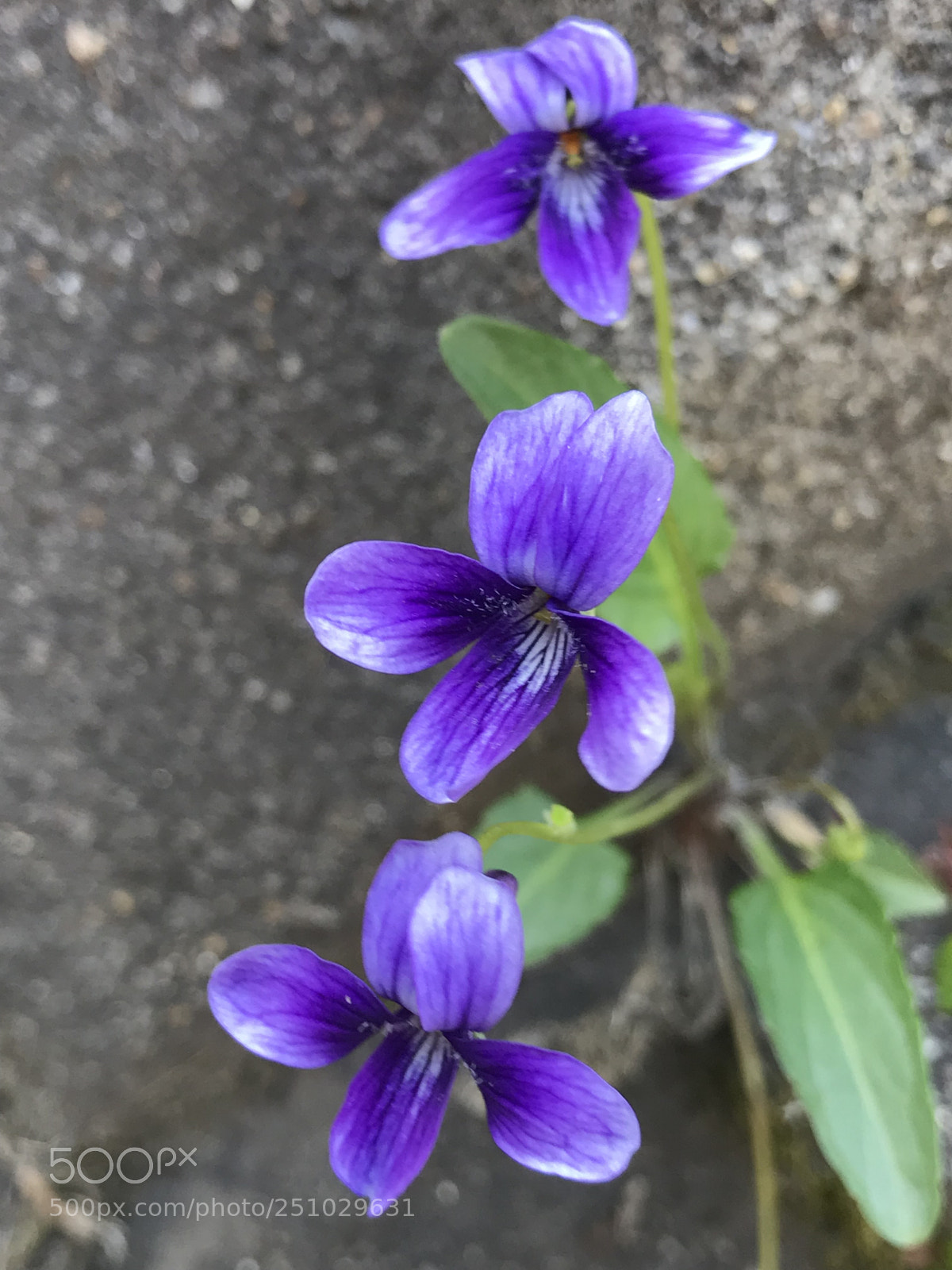 Apple iPhone 7 Plus sample photo. Violet photography