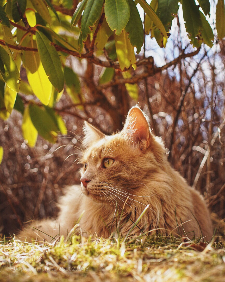 Sony Alpha a5000 (ILCE 5000) sample photo. My bff photography