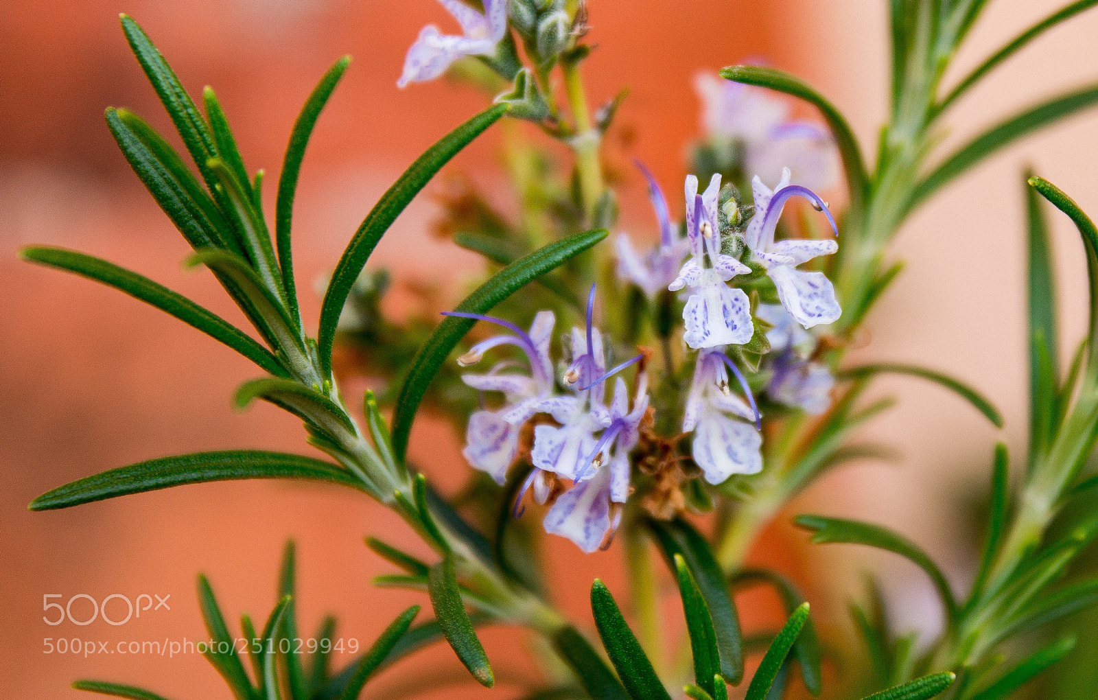 Canon EOS 70D sample photo. Img 4505 photography
