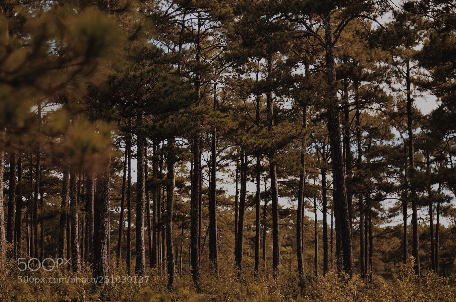 Nikon D5100 sample photo. Dalat, vietnam photography
