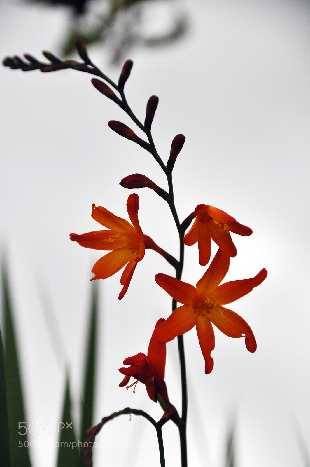 Nikon D90 sample photo. Flower photography