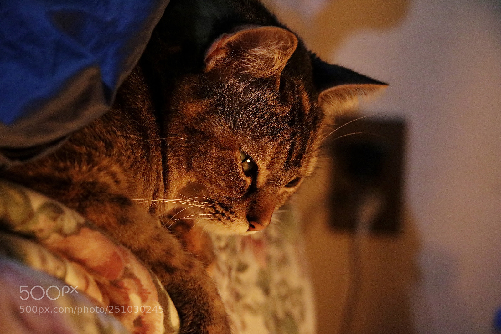 Canon EOS 750D (EOS Rebel T6i / EOS Kiss X8i) sample photo. Getting warm photography
