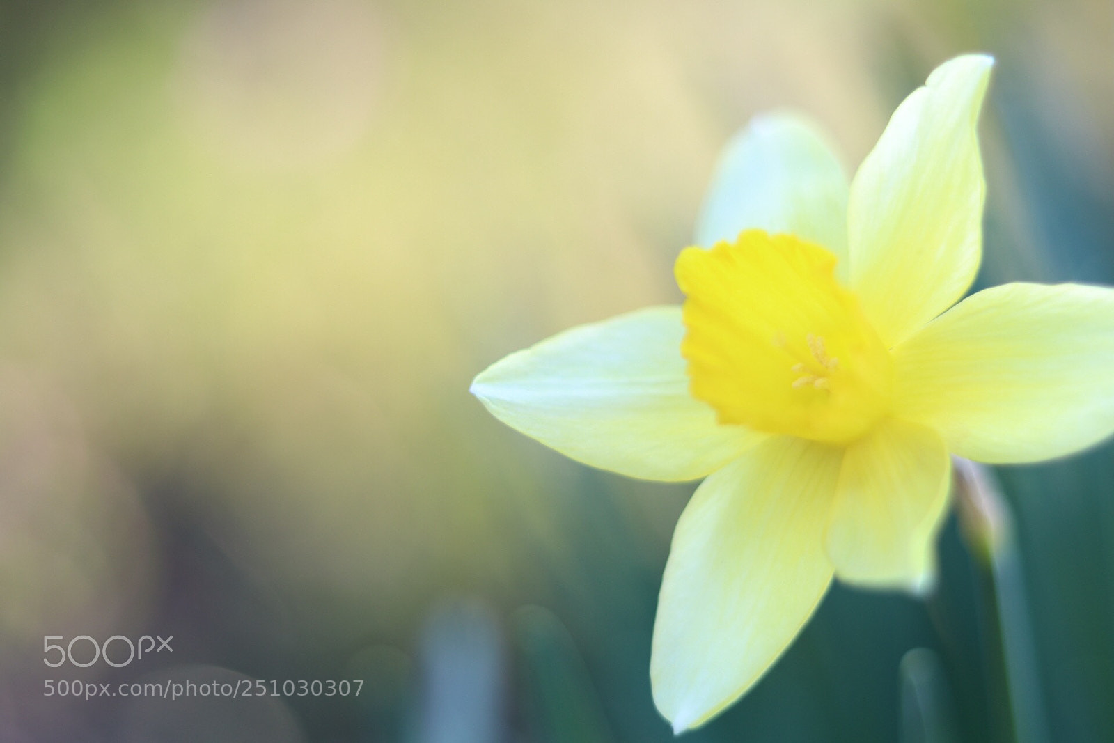 Canon EOS 80D sample photo. Narcissus photography