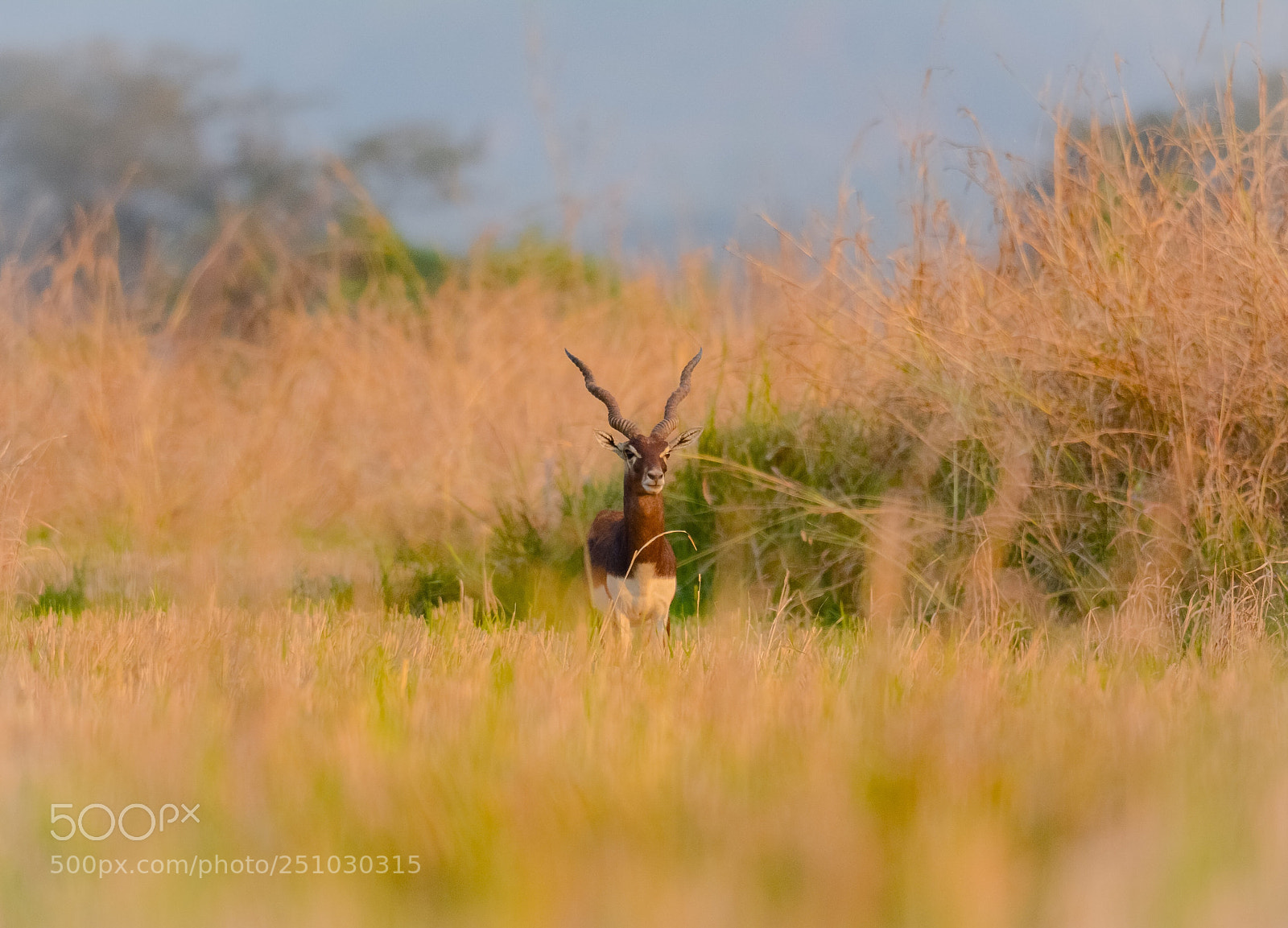 Nikon D7100 sample photo. Black buck in its photography
