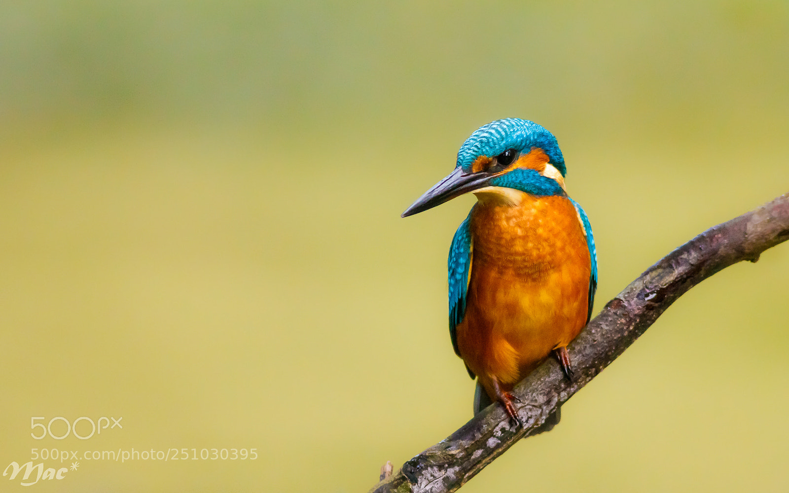 Canon EOS 7D Mark II sample photo. Kingfisher-ijsvogel photography