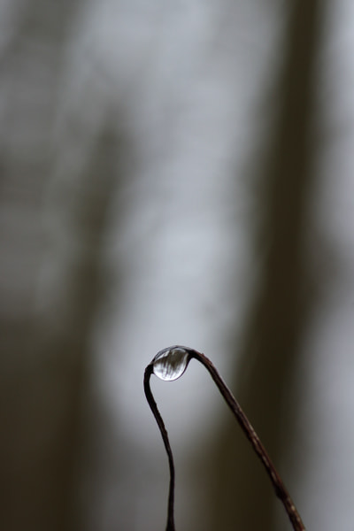 Tamron SP AF 90mm F2.8 Di Macro sample photo. A drop photography