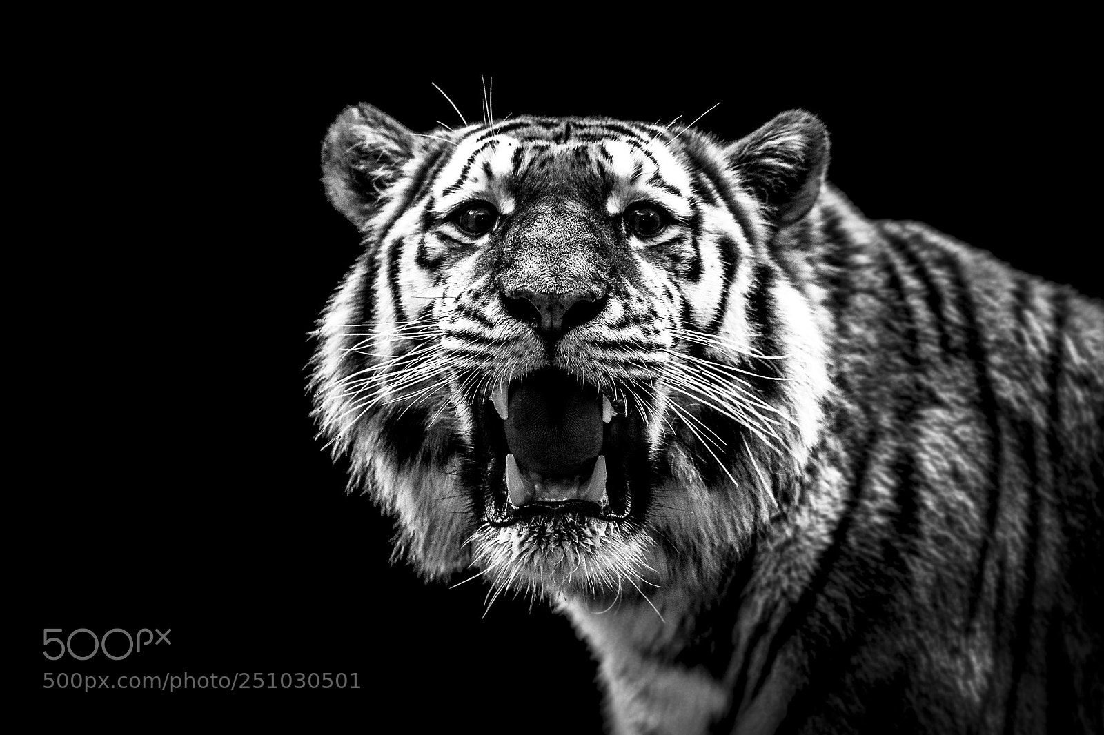 Canon EOS 5D Mark II sample photo. A tiger portrait in photography