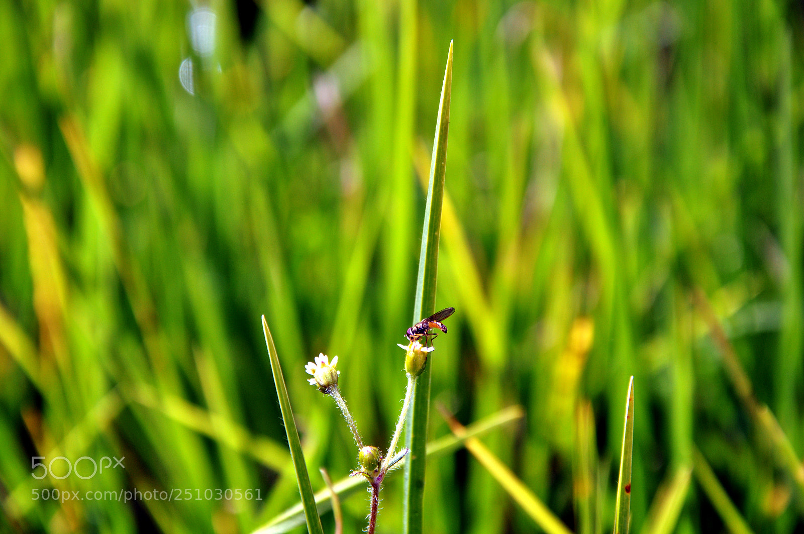 Nikon D90 sample photo. Mosquito photography