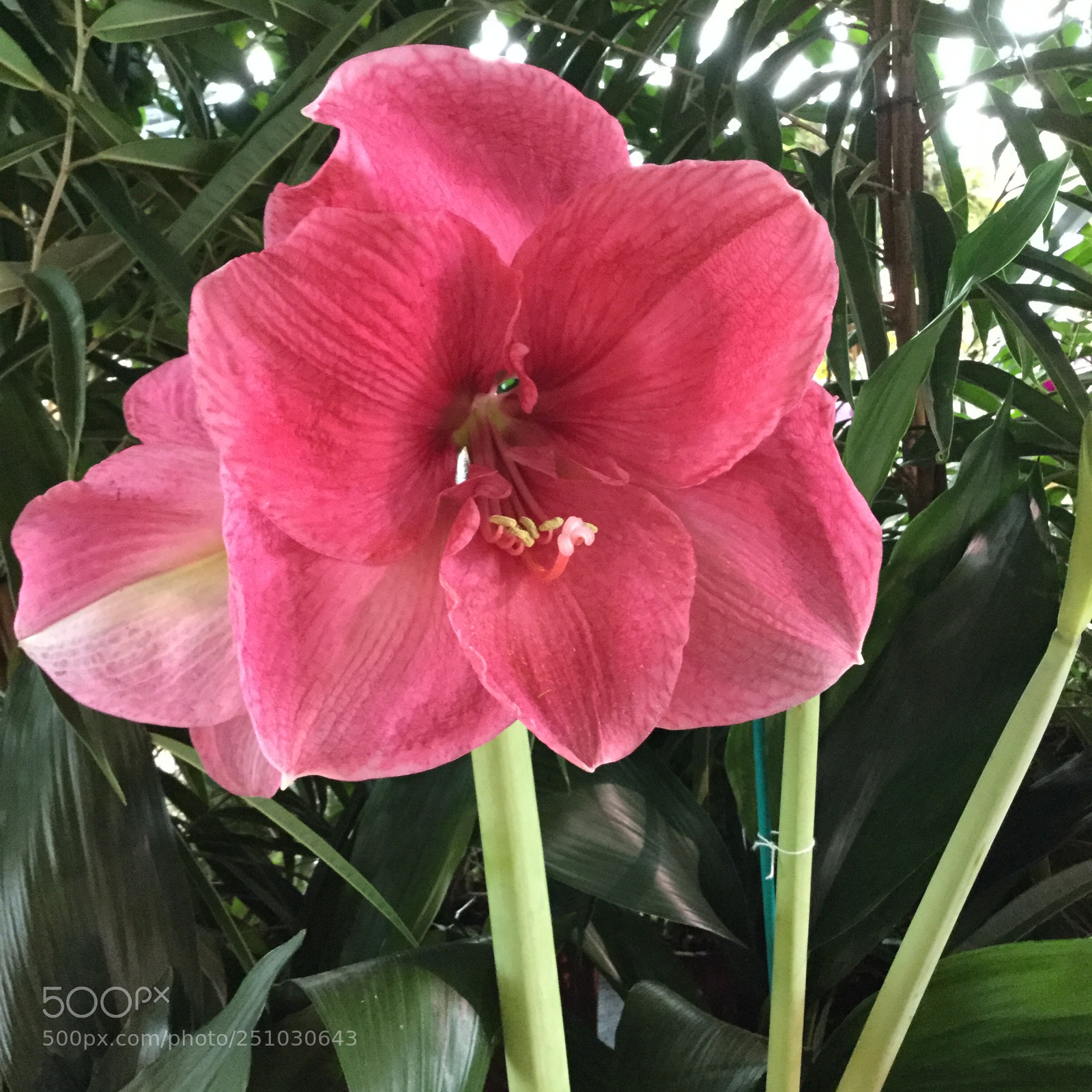 Apple iPod touch sample photo. Pink amaryllis photography