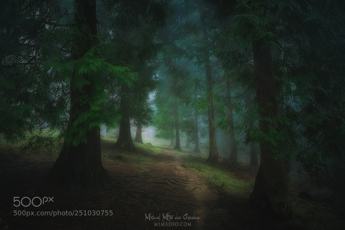 Sony Alpha NEX-5N sample photo. Into the forest photography
