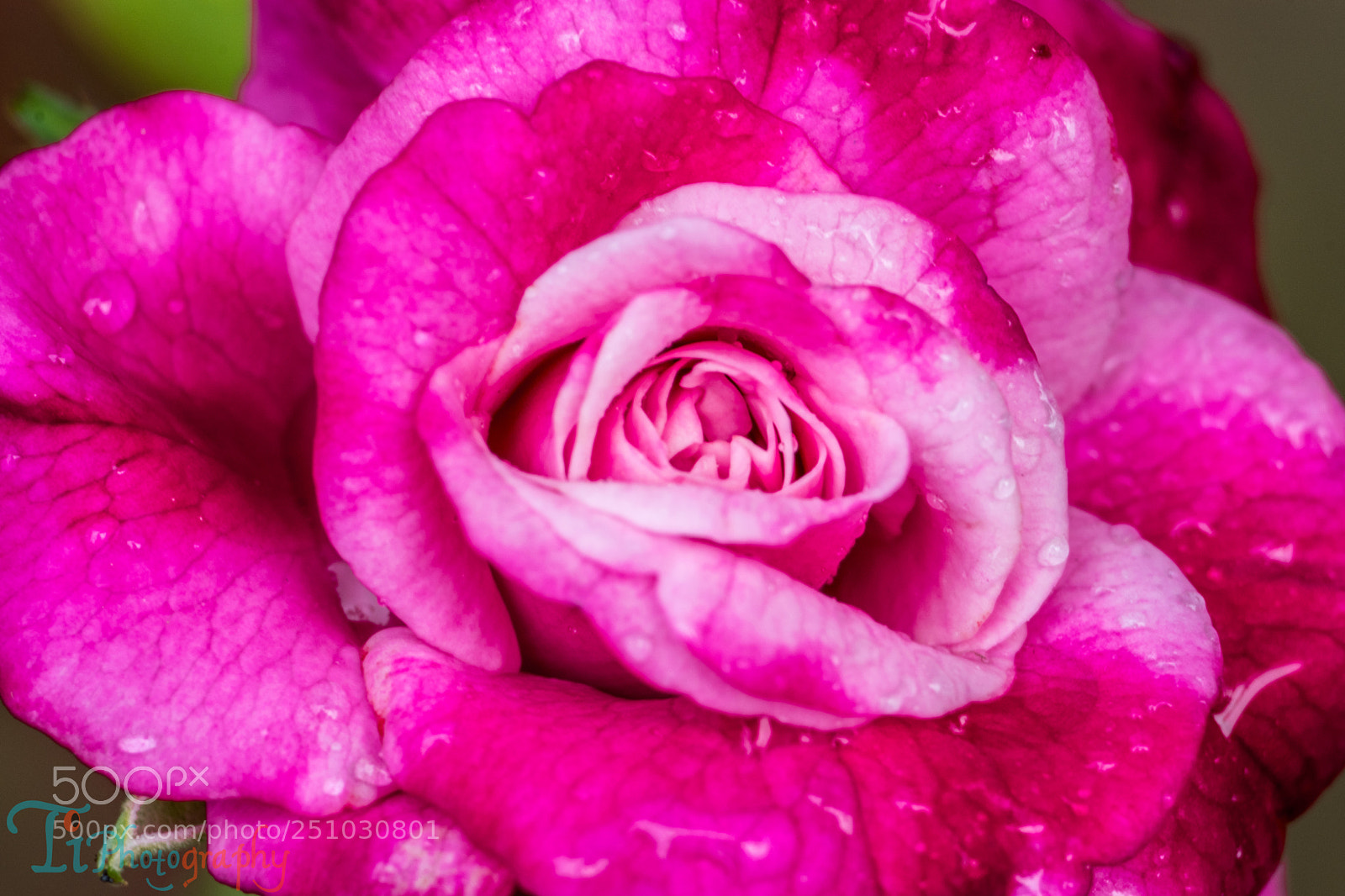 Nikon D5300 sample photo. Rose photography
