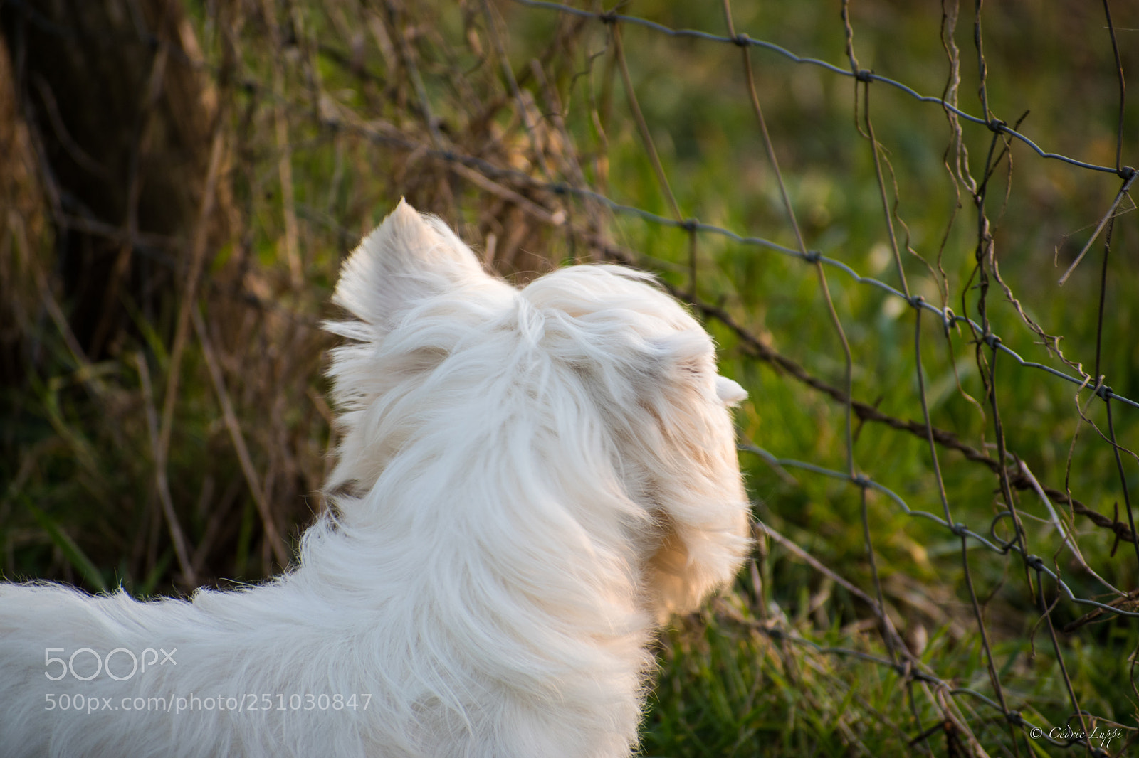 Nikon D5500 sample photo. Freedom photography