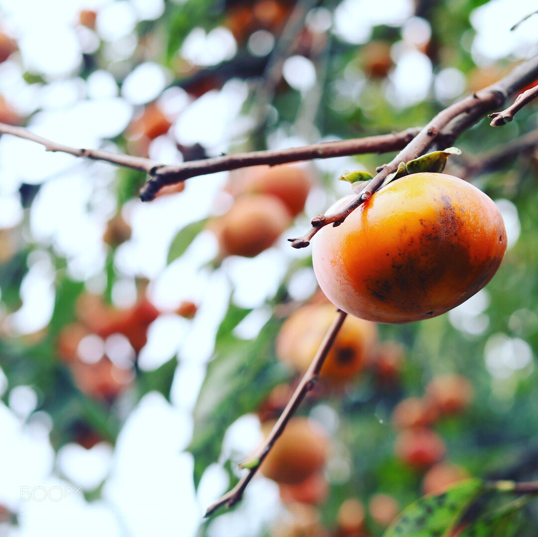 Canon EOS 80D sample photo. Persimmon photography