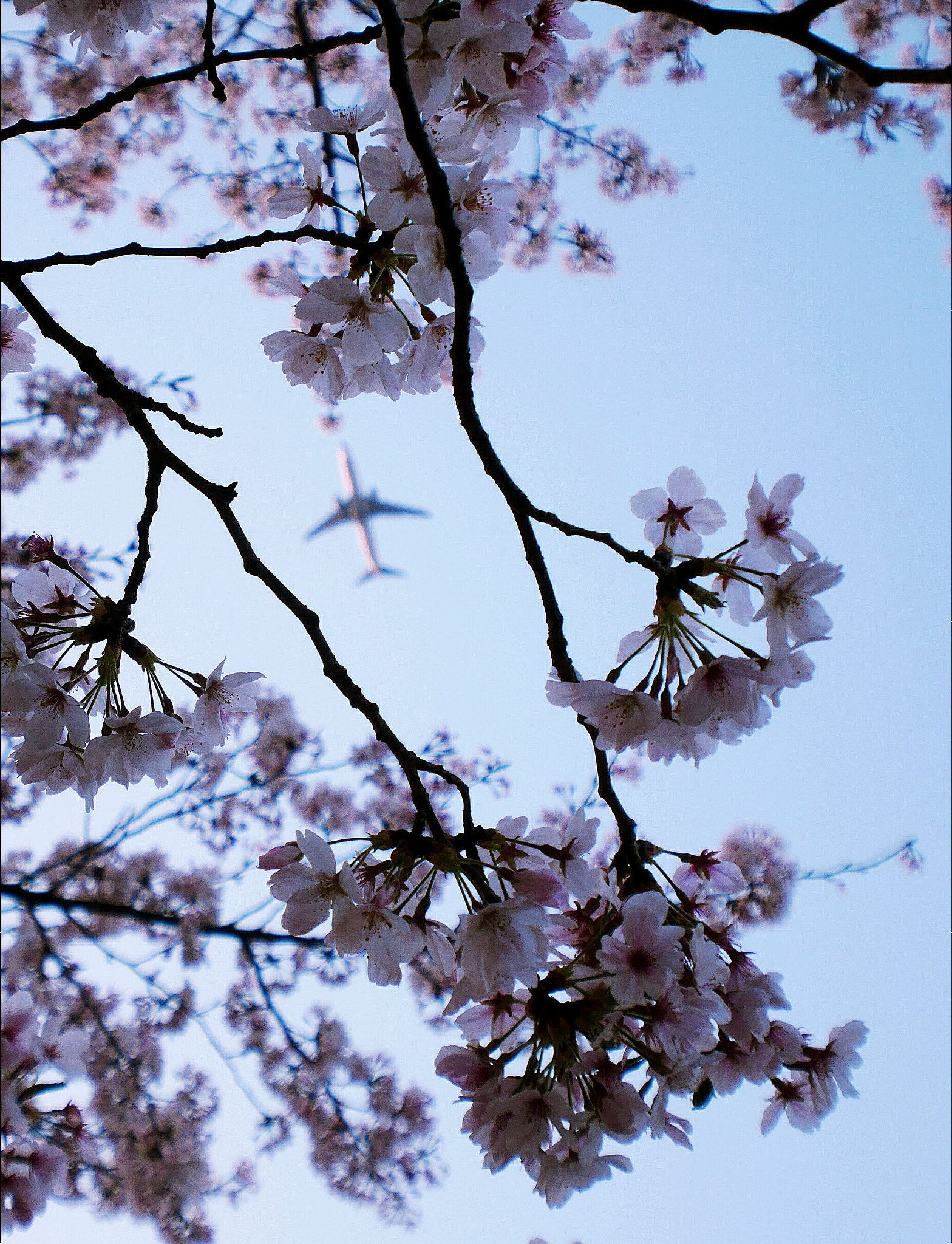 Panasonic Lumix DC-GX850 (Lumix DC-GX800 / Lumix DC-GF9) sample photo. Plane flying through sakura photography