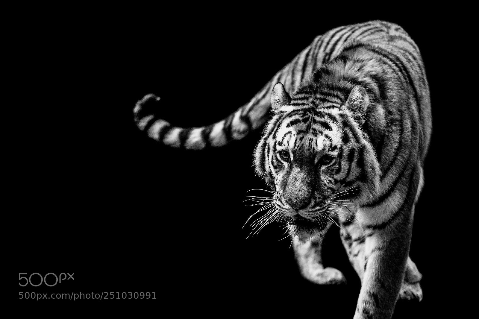 Canon EOS 5D Mark II sample photo. A tiger portrait in photography