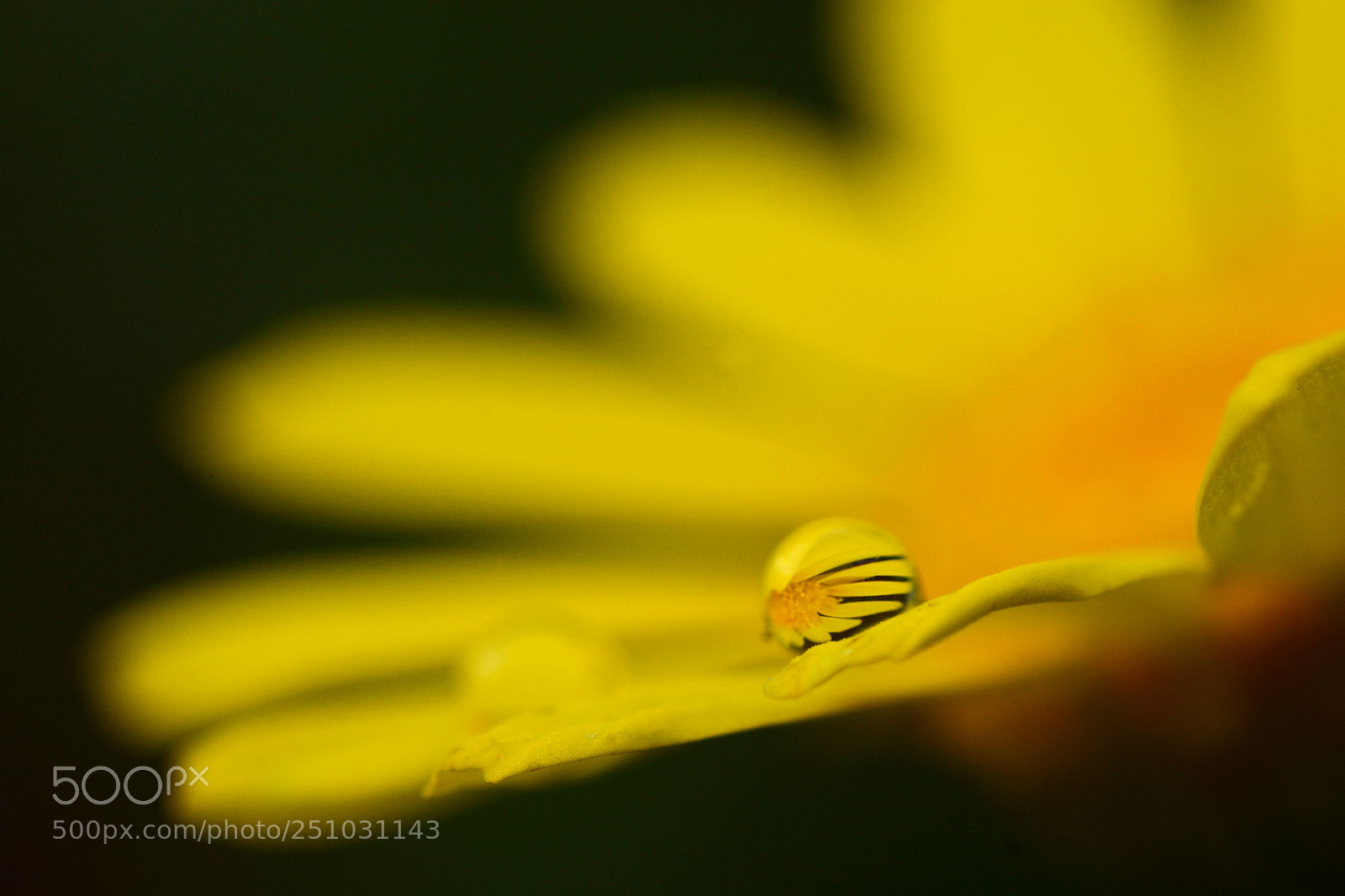 Nikon D7100 sample photo. Floral art photography