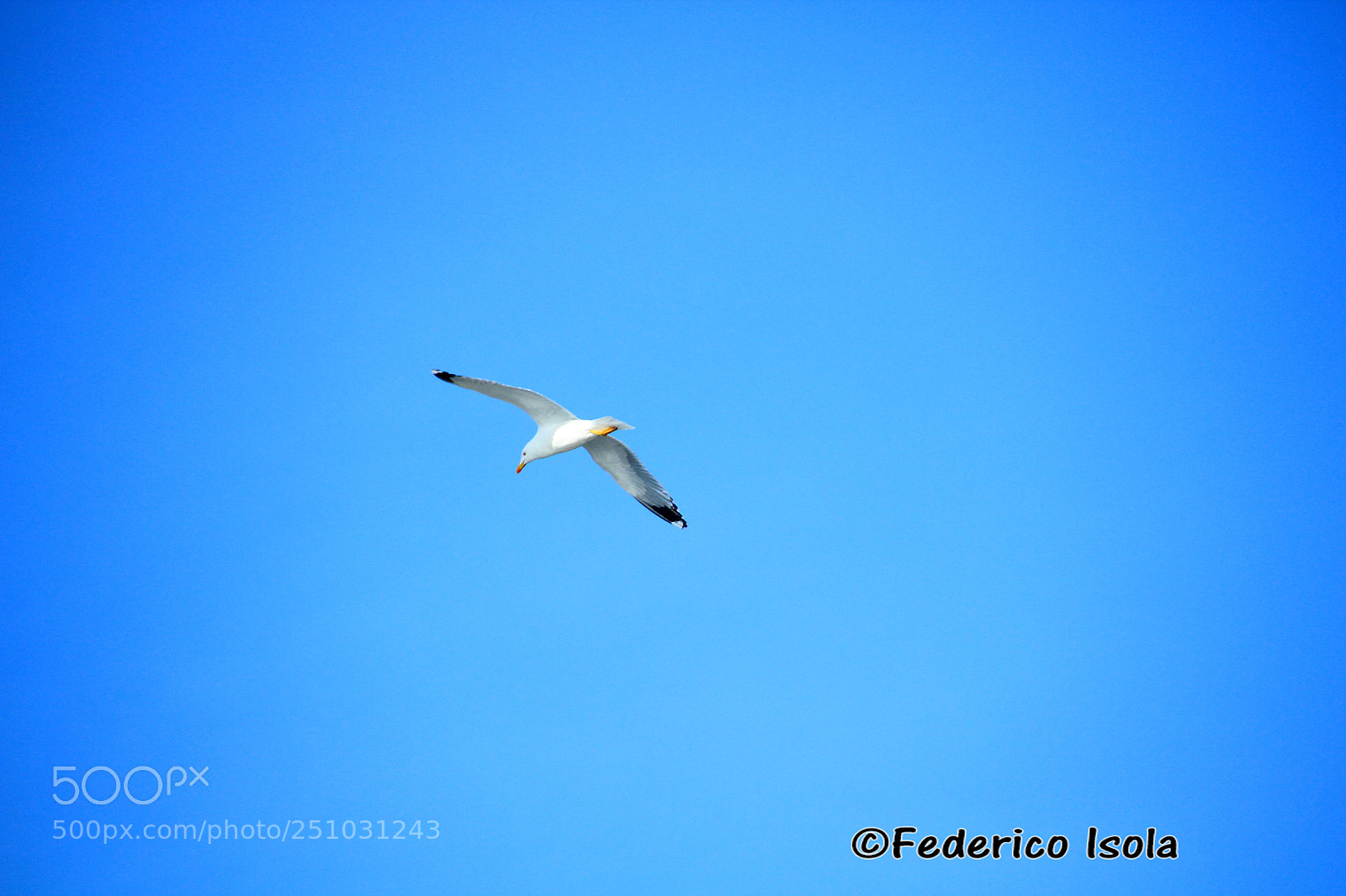 Canon EOS 1300D (EOS Rebel T6 / EOS Kiss X80) sample photo. Il gabbiano jonathan livingston photography