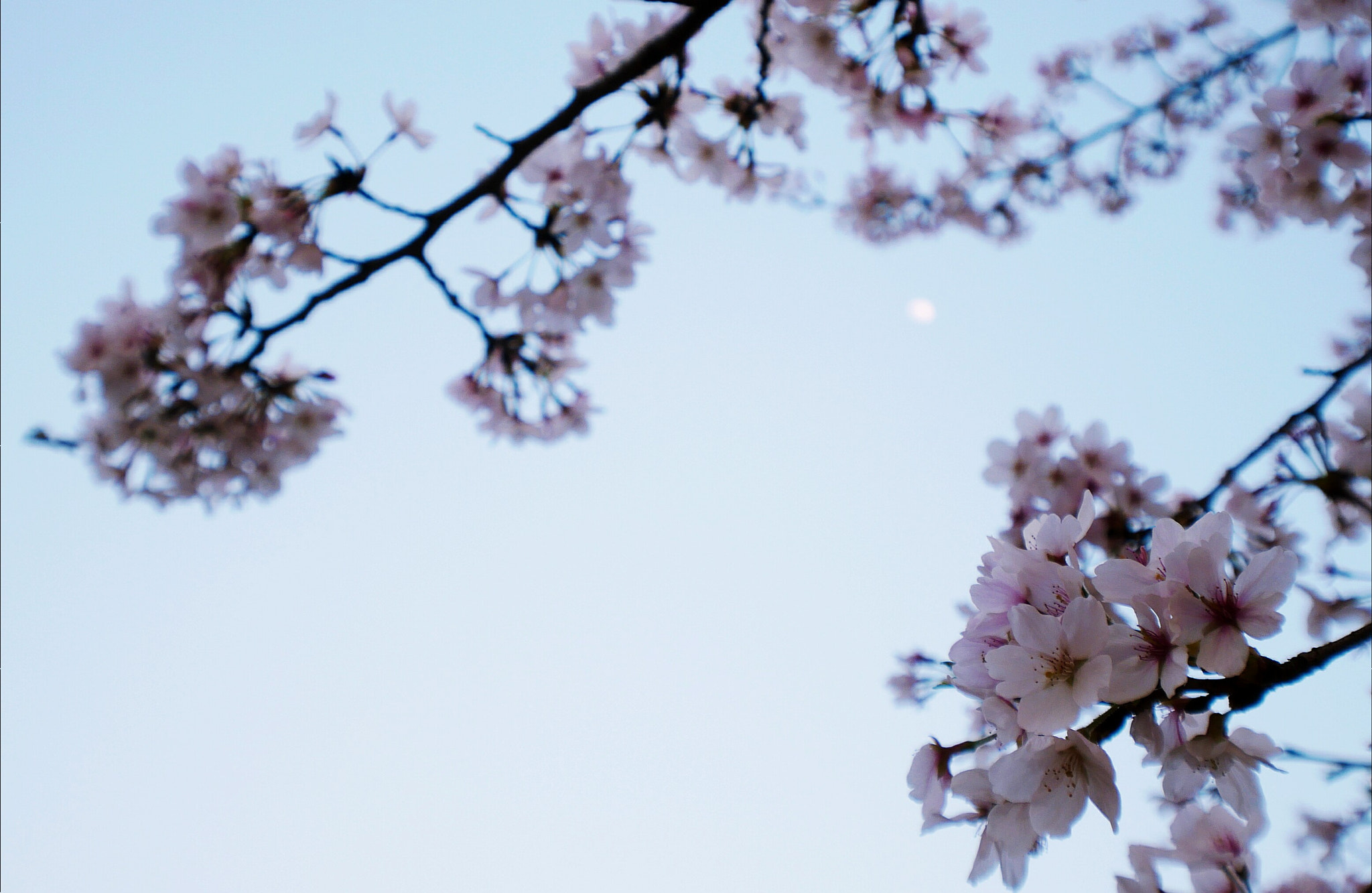 Panasonic Lumix DC-GX850 (Lumix DC-GX800 / Lumix DC-GF9) sample photo. Sakura in night, 2 photography