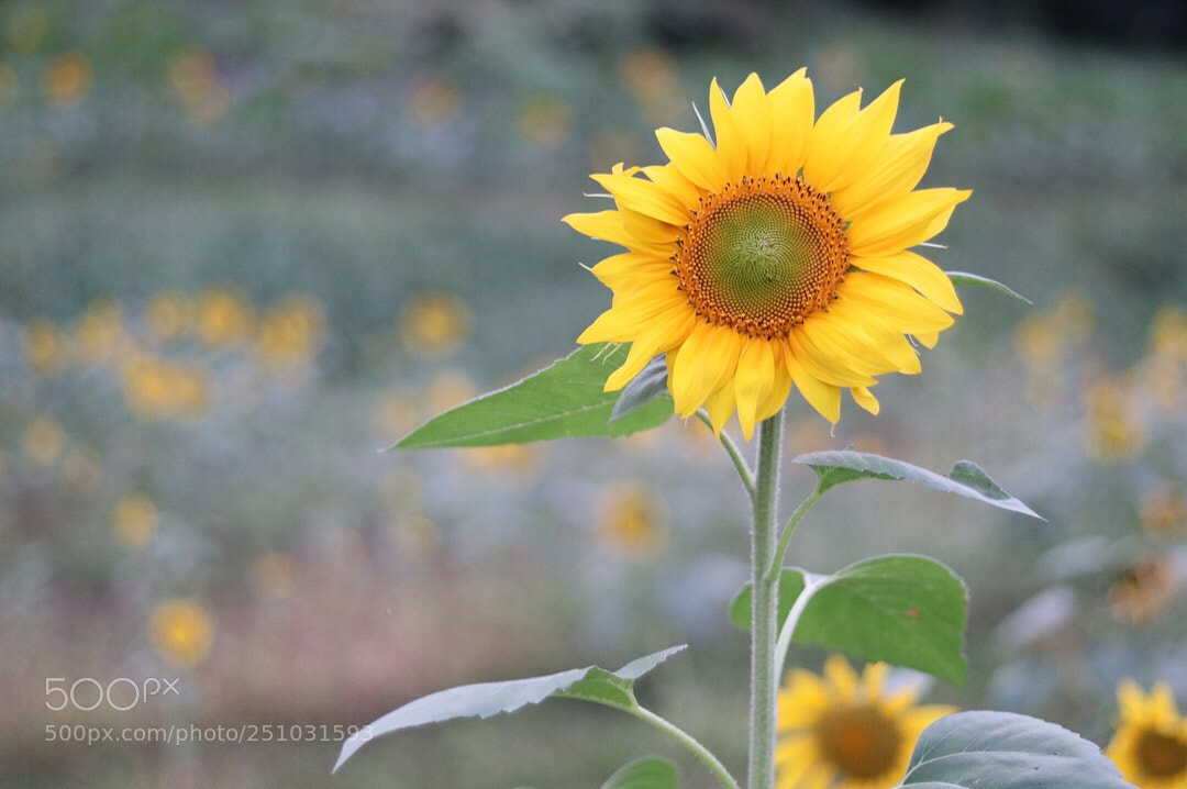 Canon EOS 80D sample photo. Sunflower photography