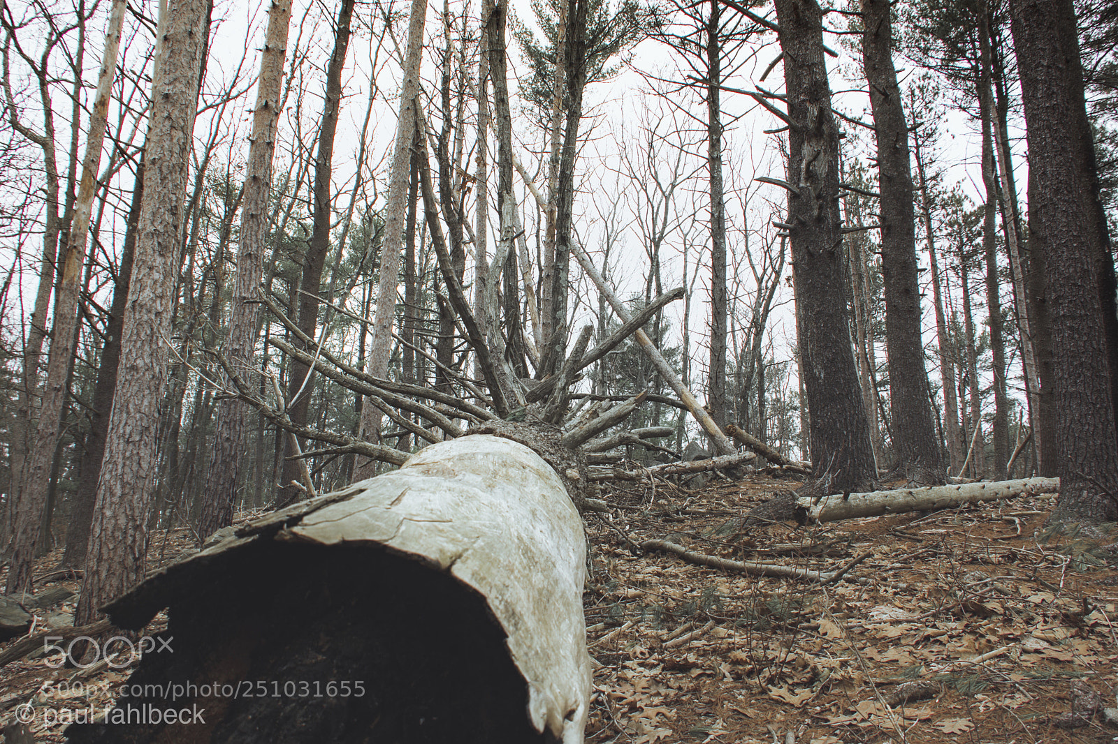 Nikon D7200 sample photo. Moody tree photography