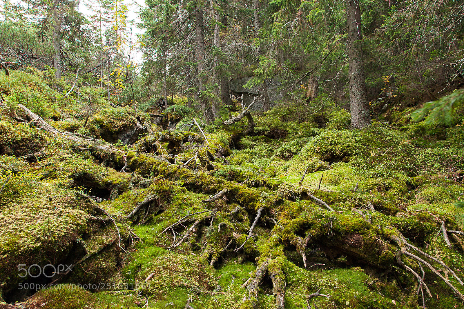 Canon EOS 5D Mark II sample photo. Primeval forest in carphatians photography