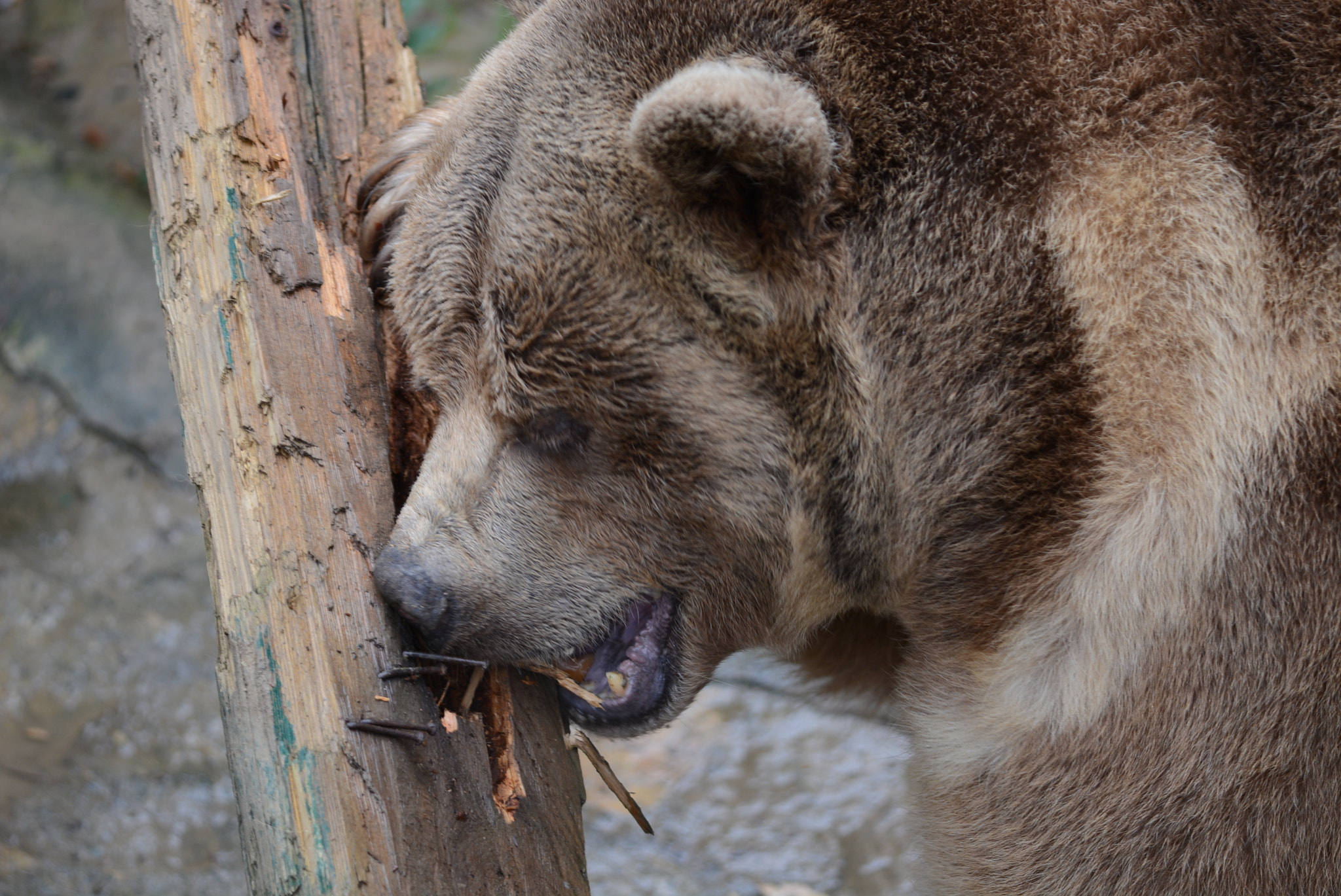 Nikon D7100 + Sigma 150mm F2.8 EX DG Macro HSM sample photo. Brown bear photography