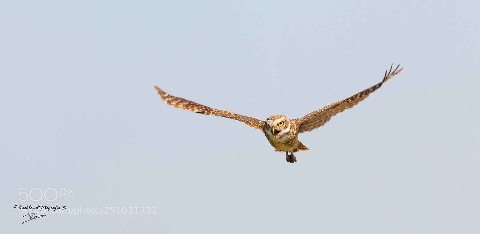 Canon EOS 70D sample photo. Owl in flight photography