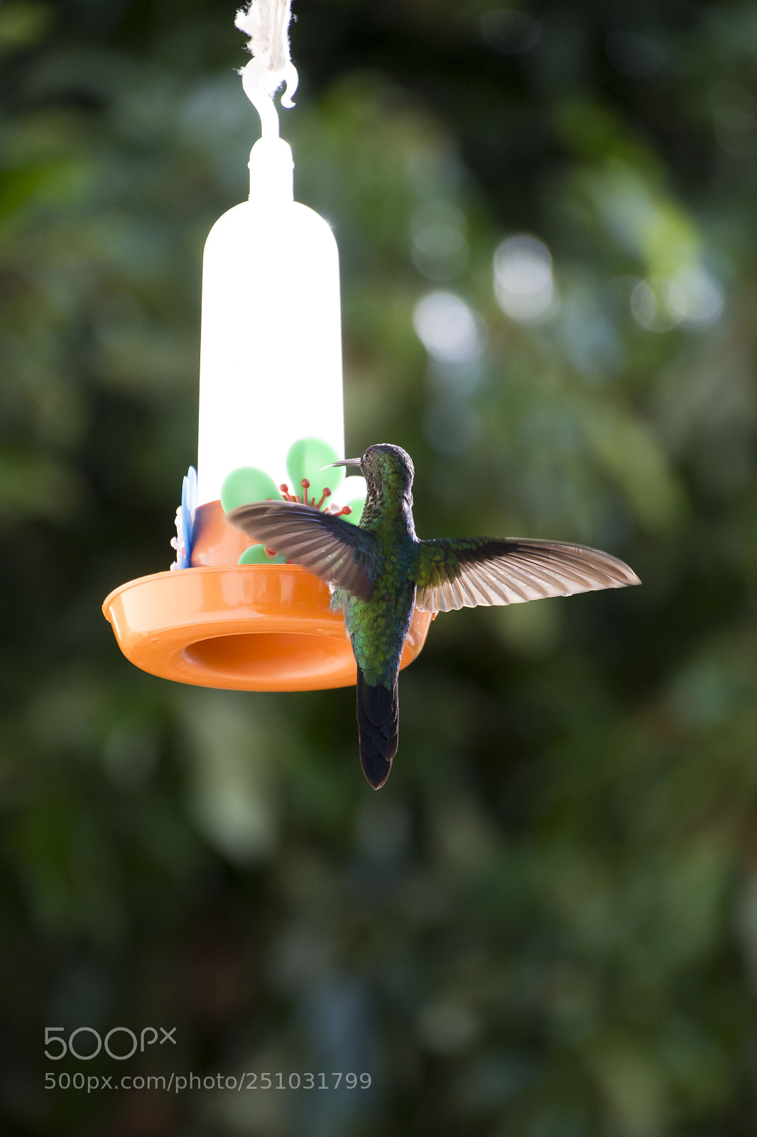Nikon D3100 sample photo. Bird photography