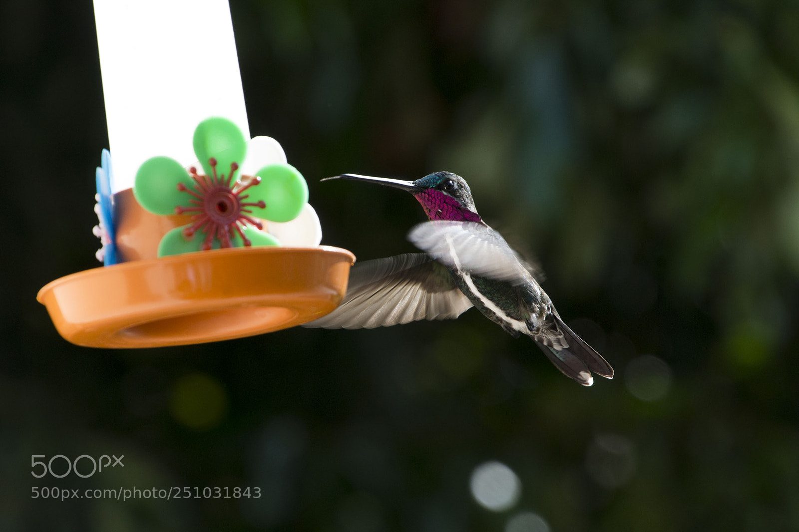 Nikon D3100 sample photo. Bird photography