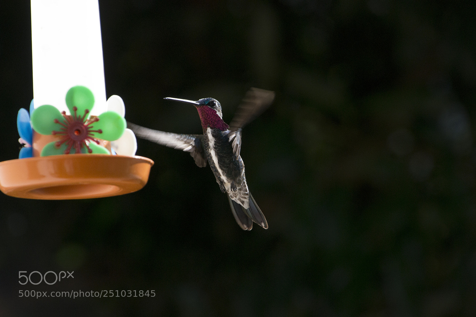 Nikon D3100 sample photo. Bird photography