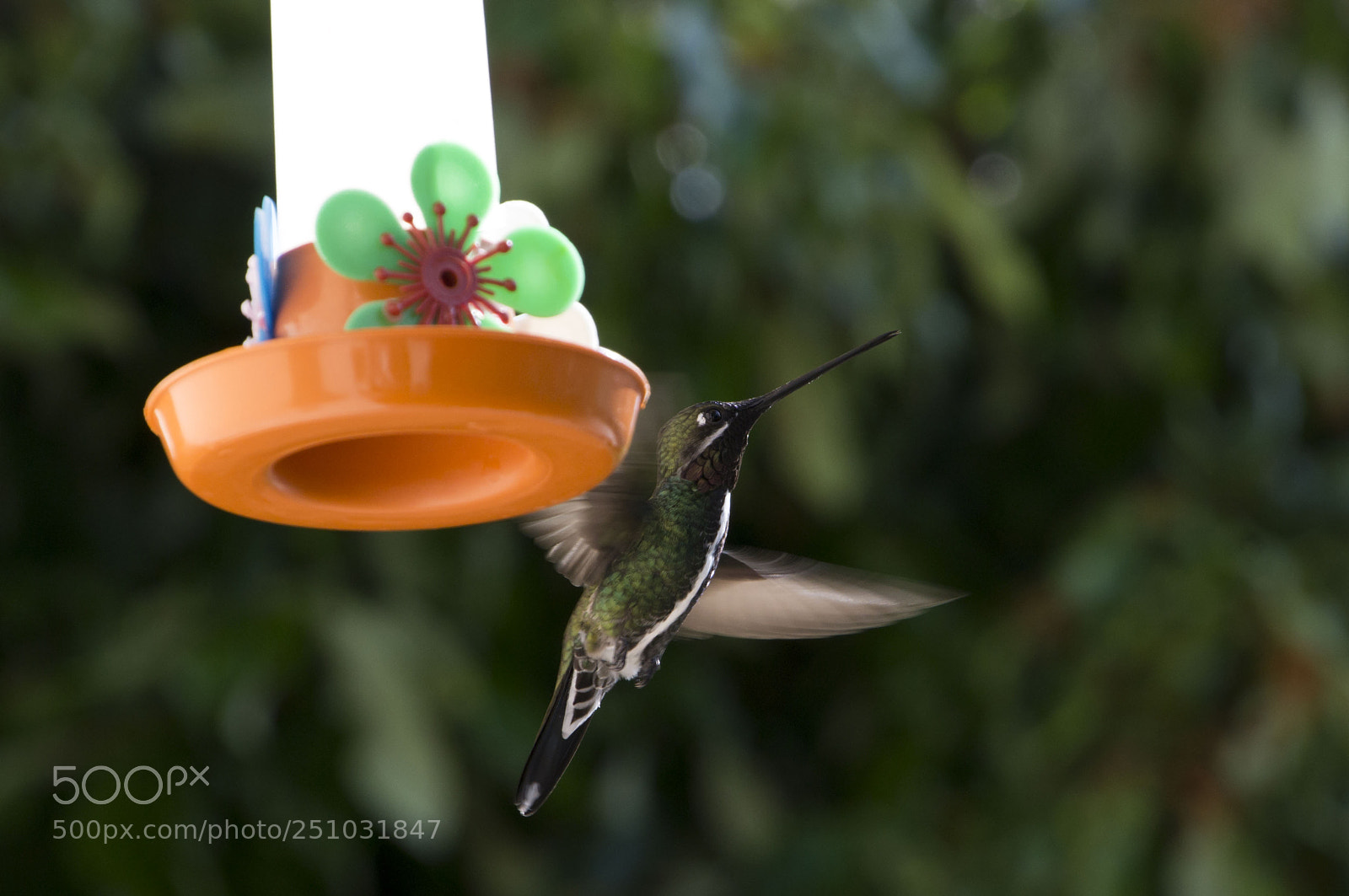 Nikon D3100 sample photo. Bird photography