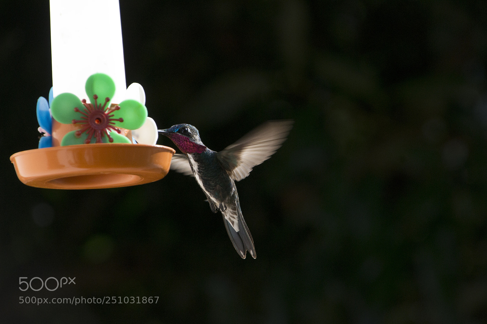 Nikon D3100 sample photo. Bird photography