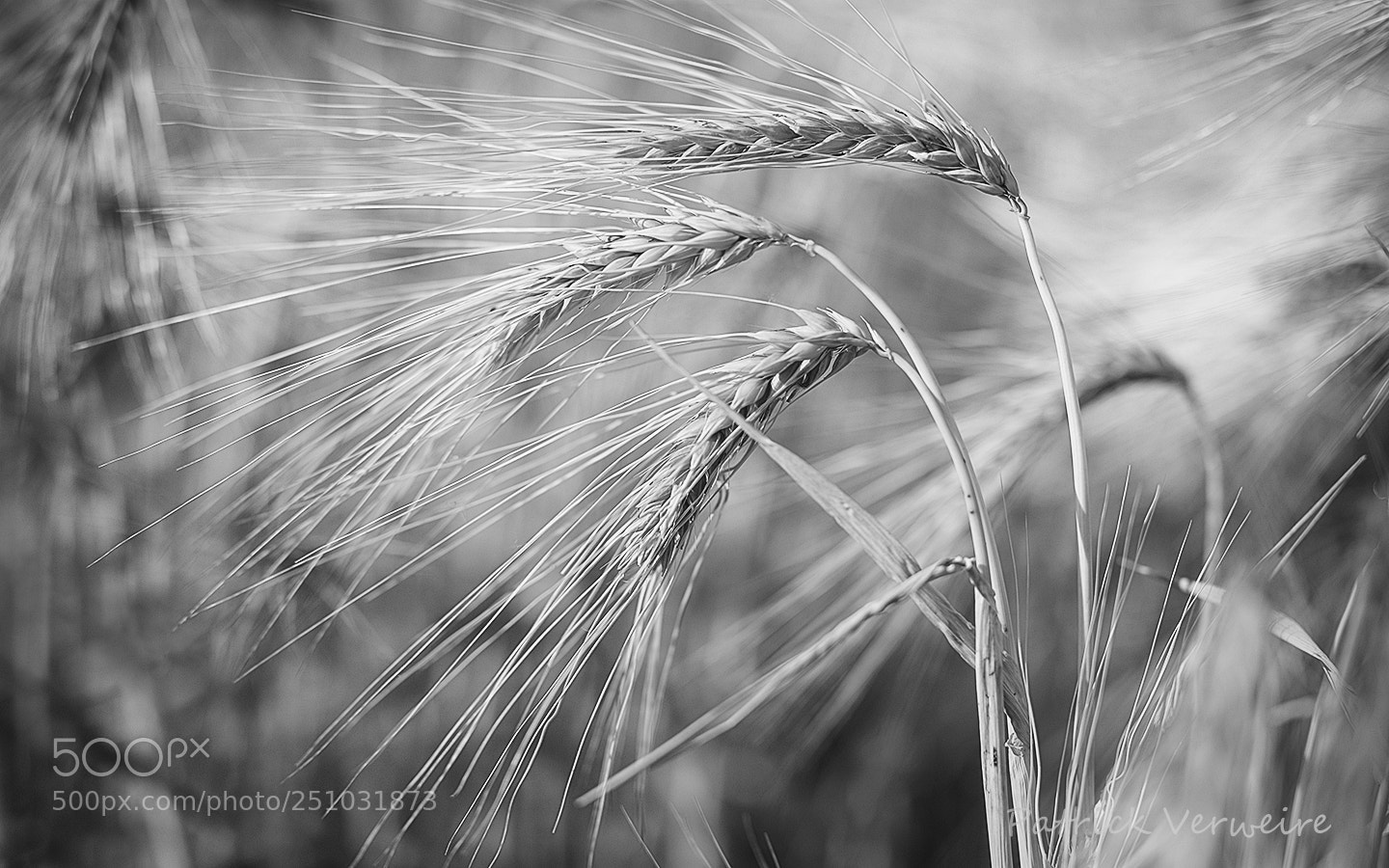 Canon EOS 5DS sample photo. Barley  b&w photography