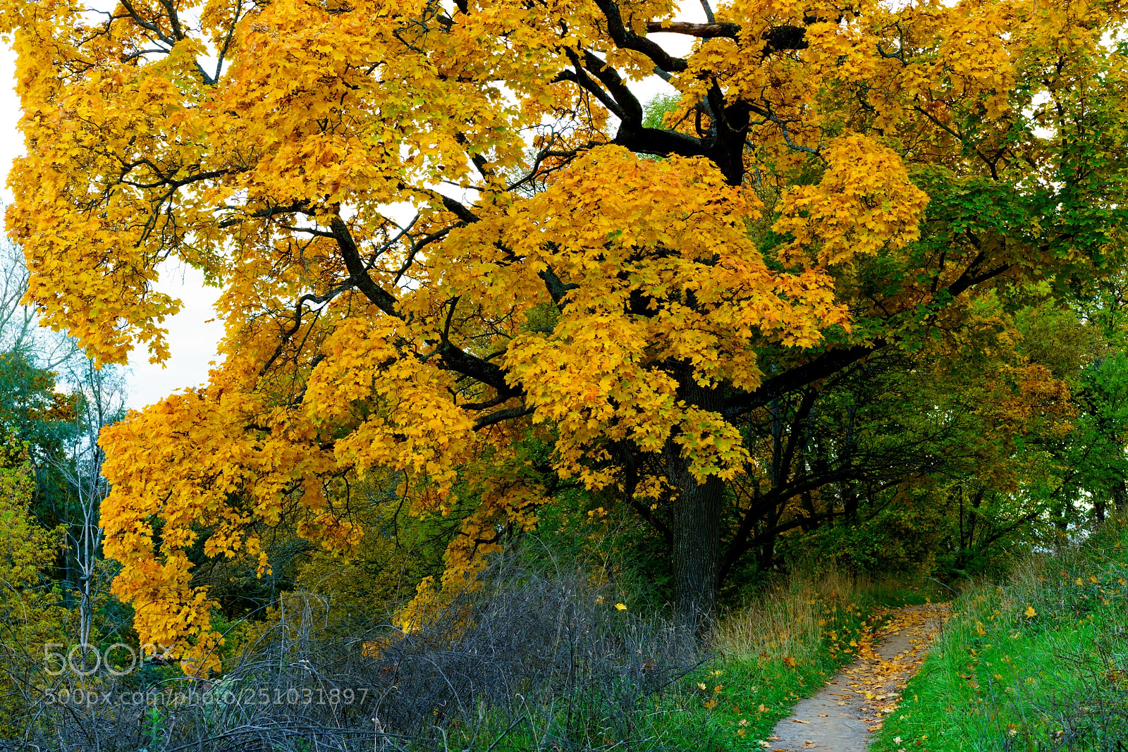 Sony a7R II sample photo. Suzdal (oak). photography