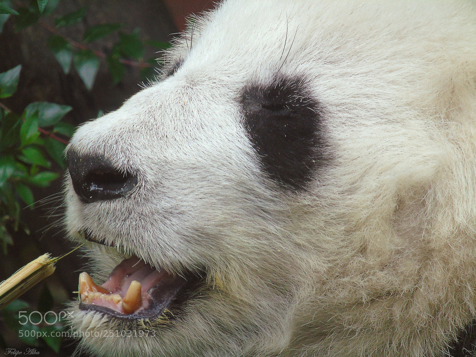 Sony Cyber-shot DSC-H400 sample photo. Panda smile photography