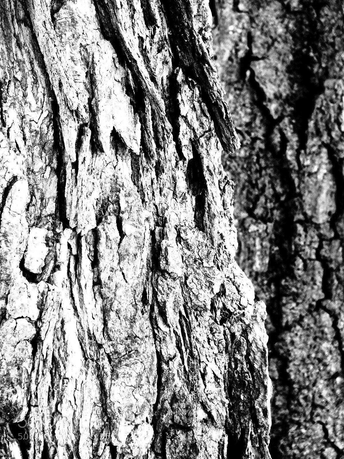 Panasonic Lumix DMC-FZ70 sample photo. Two trees photography